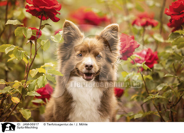Spitz-Mischling / Spitz-Mongrel / JAM-06917