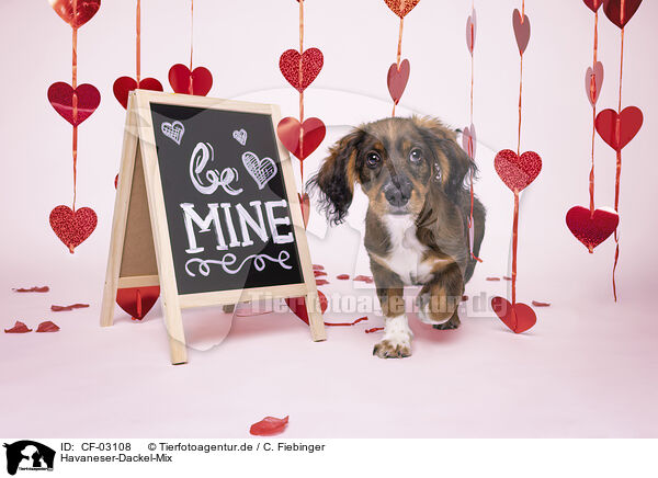 Havaneser-Dackel-Mix / Havanese-Dachshund-Mongrel / CF-03108