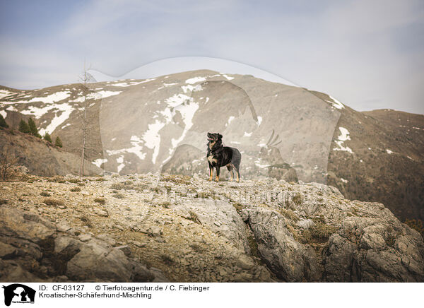Kroatischer-Schferhund-Mischling / Croatian-Shepherd-Mongrel / CF-03127