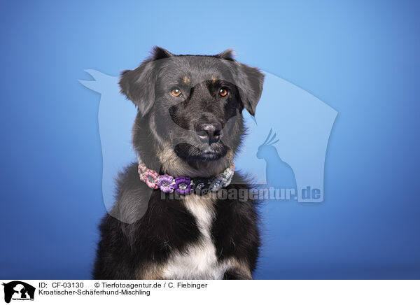 Kroatischer-Schferhund-Mischling / Croatian-Shepherd-Mongrel / CF-03130