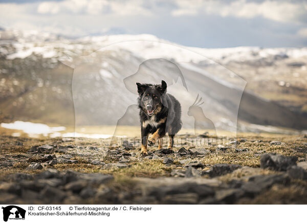 Kroatischer-Schferhund-Mischling / Croatian-Shepherd-Mongrel / CF-03145