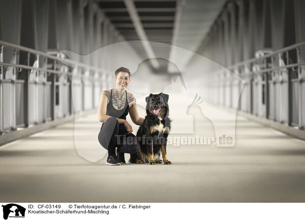Kroatischer-Schferhund-Mischling / Croatian-Shepherd-Mongrel / CF-03149