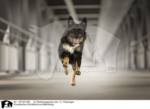 Kroatischer-Schferhund-Mischling / Croatian-Shepherd-Mongrel / CF-03159