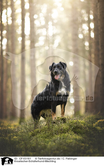 Kroatischer-Schferhund-Mischling / Croatian-Shepherd-Mongrel / CF-03161
