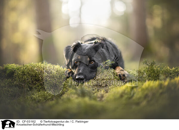 Kroatischer-Schferhund-Mischling / Croatian-Shepherd-Mongrel / CF-03162