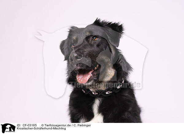 Kroatischer-Schferhund-Mischling / Croatian-Shepherd-Mongrel / CF-03165