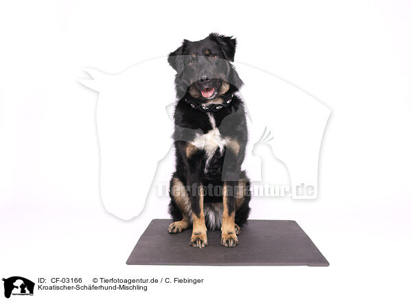 Kroatischer-Schferhund-Mischling / Croatian-Shepherd-Mongrel / CF-03166