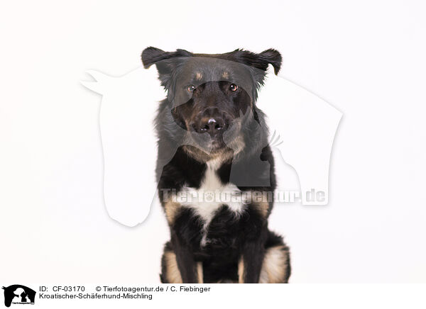 Kroatischer-Schferhund-Mischling / Croatian-Shepherd-Mongrel / CF-03170