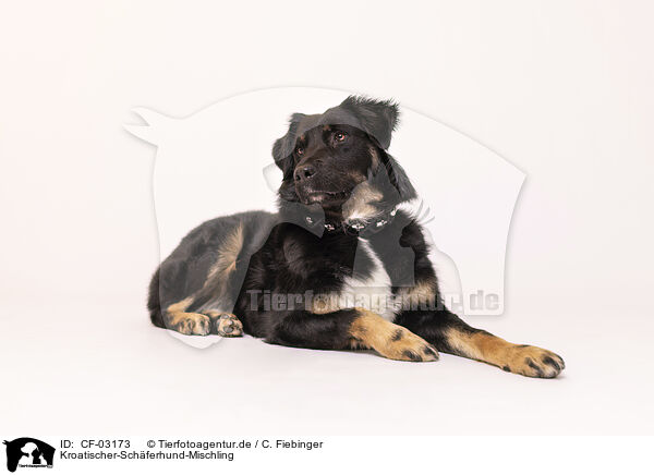 Kroatischer-Schferhund-Mischling / Croatian-Shepherd-Mongrel / CF-03173