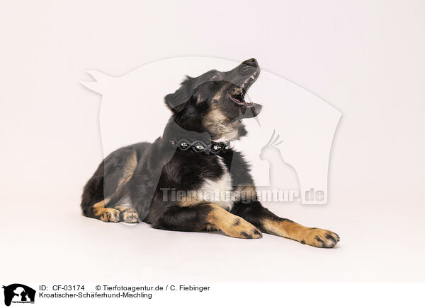 Kroatischer-Schferhund-Mischling / Croatian-Shepherd-Mongrel / CF-03174