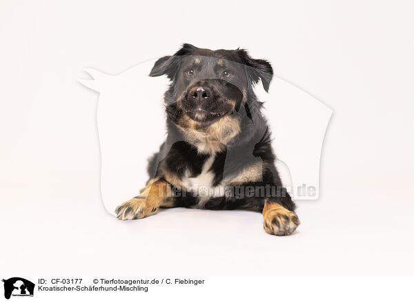 Kroatischer-Schferhund-Mischling / Croatian-Shepherd-Mongrel / CF-03177