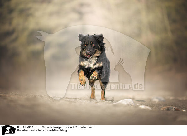 Kroatischer-Schferhund-Mischling / Croatian-Shepherd-Mongrel / CF-03185
