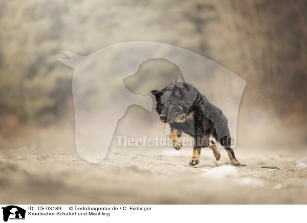 Kroatischer-Schferhund-Mischling / Croatian-Shepherd-Mongrel / CF-03189
