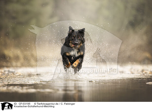 Kroatischer-Schferhund-Mischling / Croatian-Shepherd-Mongrel / CF-03195