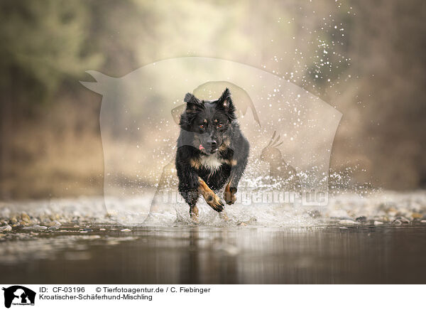 Kroatischer-Schferhund-Mischling / Croatian-Shepherd-Mongrel / CF-03196