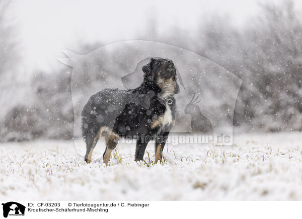 Kroatischer-Schferhund-Mischling / Croatian-Shepherd-Mongrel / CF-03203