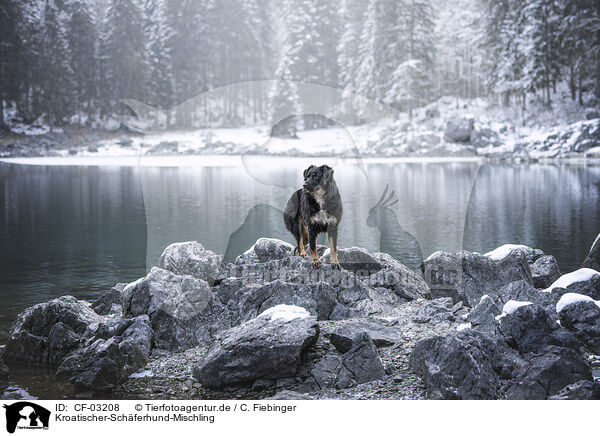 Kroatischer-Schferhund-Mischling / Croatian-Shepherd-Mongrel / CF-03208