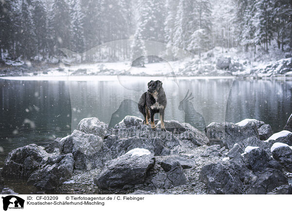 Kroatischer-Schferhund-Mischling / Croatian-Shepherd-Mongrel / CF-03209