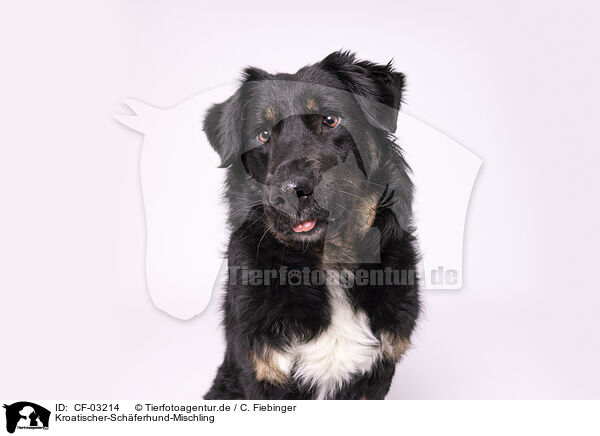 Kroatischer-Schferhund-Mischling / Croatian-Shepherd-Mongrel / CF-03214