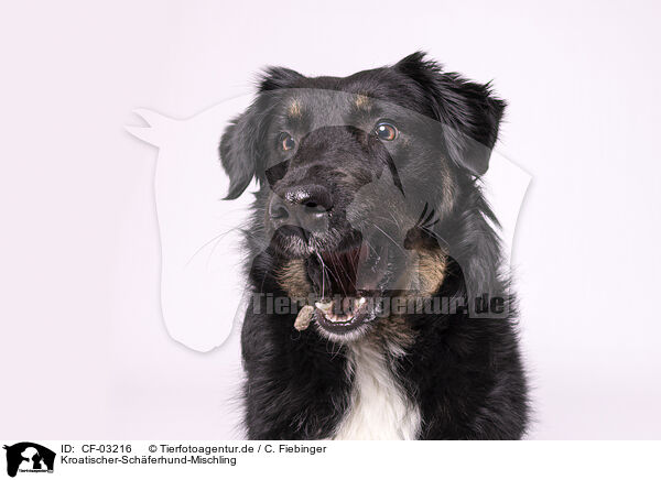 Kroatischer-Schferhund-Mischling / Croatian-Shepherd-Mongrel / CF-03216