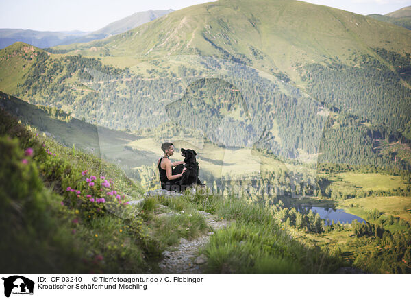 Kroatischer-Schferhund-Mischling / Croatian-Shepherd-Mongrel / CF-03240