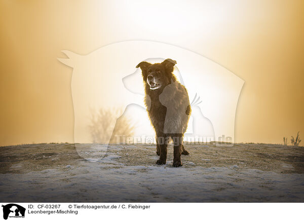 Leonberger-Mischling / Leonberger-Mongrel / CF-03267