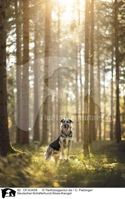 Deutscher-Schferhund-Sivas-Kangal / German-Shepherd-Sivas-Kangal / CF-03459