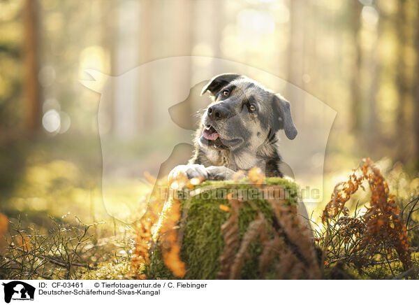Deutscher-Schferhund-Sivas-Kangal / German-Shepherd-Sivas-Kangal / CF-03461