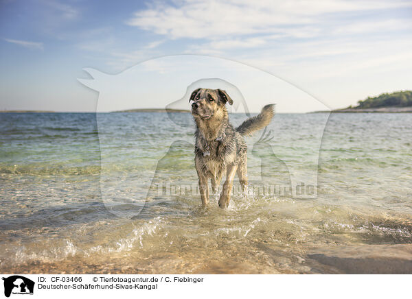 Deutscher-Schferhund-Sivas-Kangal / German-Shepherd-Sivas-Kangal / CF-03466