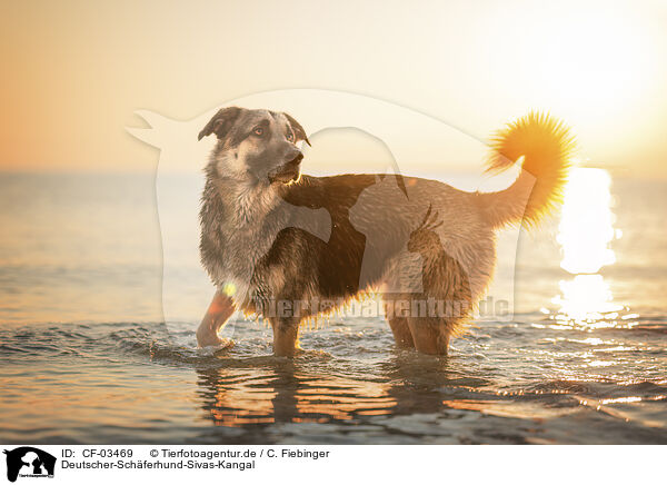 Deutscher-Schferhund-Sivas-Kangal / German-Shepherd-Sivas-Kangal / CF-03469