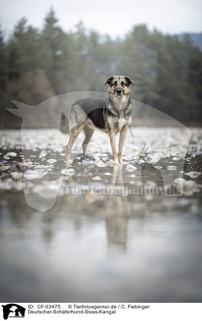 Deutscher-Schferhund-Sivas-Kangal / German-Shepherd-Sivas-Kangal / CF-03475