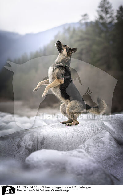 Deutscher-Schferhund-Sivas-Kangal / German-Shepherd-Sivas-Kangal / CF-03477