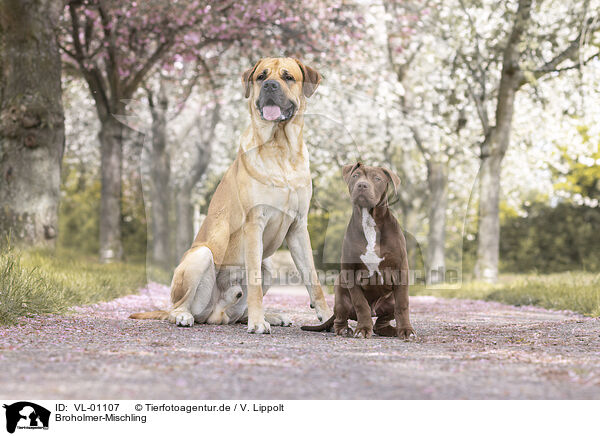 Broholmer-Mischling / Broholmer-Mongrel / VL-01107