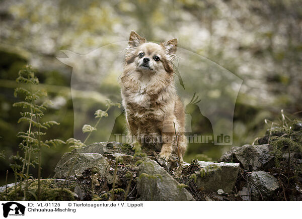 Chihuahua-Mischling / VL-01125