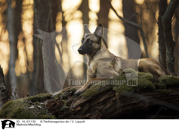 Malinois-Mischling / Malinois-Mongrel / VL-01130