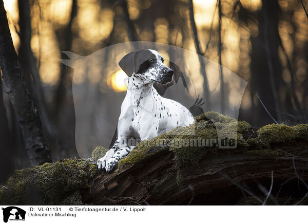 Dalmatiner-Mischling / Dalmatian-Mongrel / VL-01131