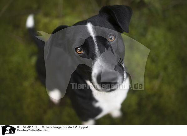 Border-Collie-Mischling / Border-Collie-Mongrel / VL-01137