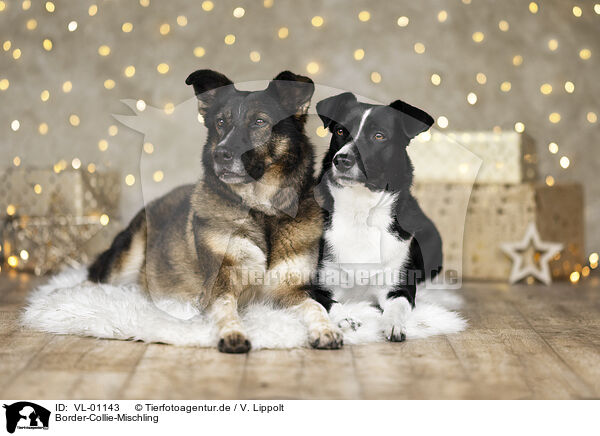 Border-Collie-Mischling / Border-Collie-Mongrel / VL-01143
