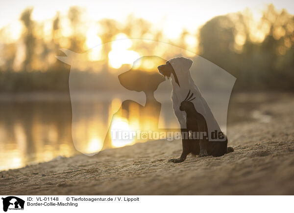 Border-Collie-Mischling / Border-Collie-Mongrel / VL-01148