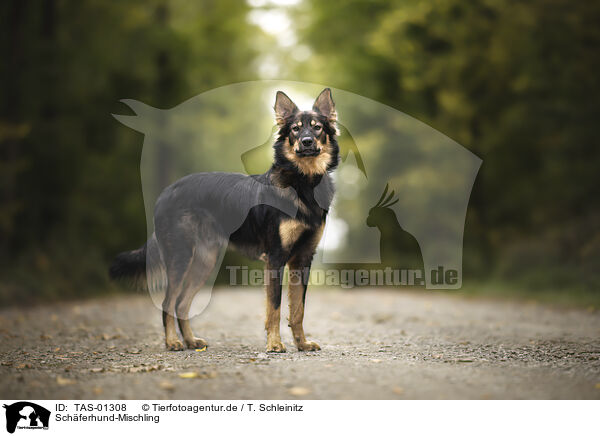 Schferhund-Mischling / Shepherd-Mongrel / TAS-01308