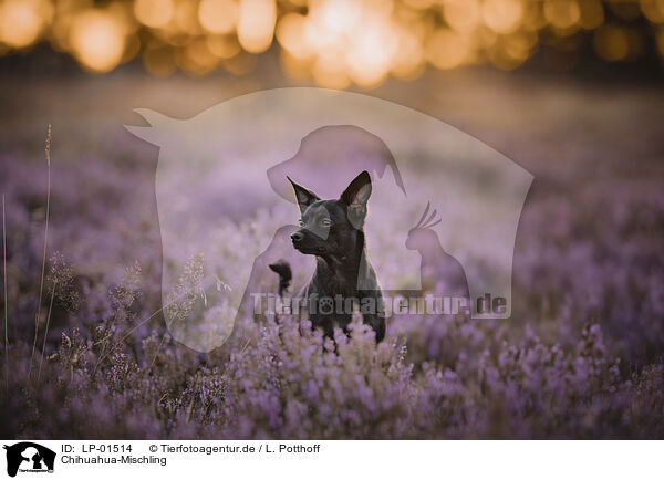 Chihuahua-Mischling / Chihuahua-Mongrel / LP-01514