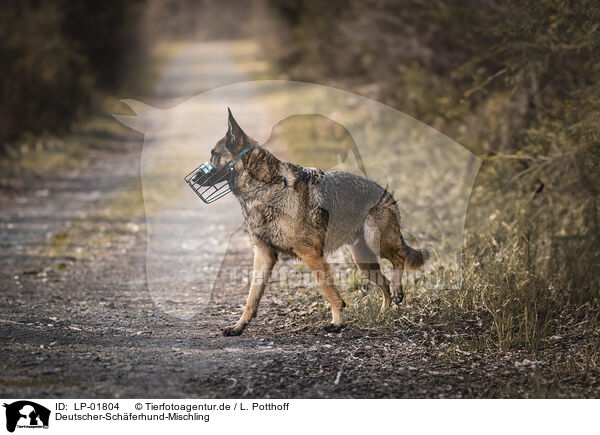 Deutscher-Schferhund-Mischling / German-Shepherd-Mongrel / LP-01804