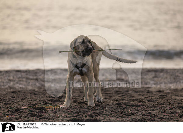 Mastin-Mischling / Mastin-mongrel / JM-22928