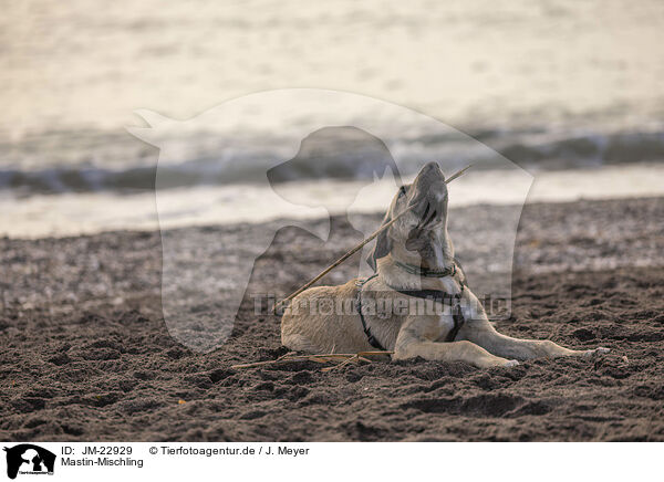 Mastin-Mischling / Mastin-mongrel / JM-22929