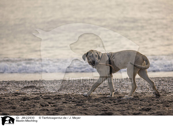 Mastin-Mischling / Mastin-mongrel / JM-22930