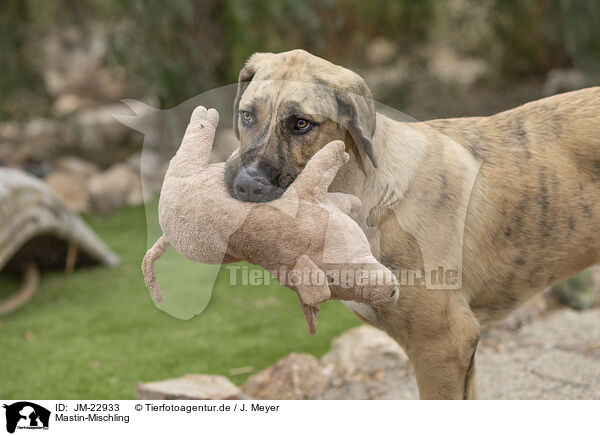 Mastin-Mischling / Mastin-mongrel / JM-22933
