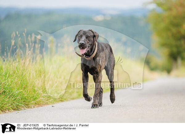 Rhodesian-Ridgeback-Labrador-Retriever / Rhodesian-Ridgeback-Labrador-Retriever / JEP-01925