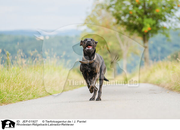 Rhodesian-Ridgeback-Labrador-Retriever / Rhodesian-Ridgeback-Labrador-Retriever / JEP-01927