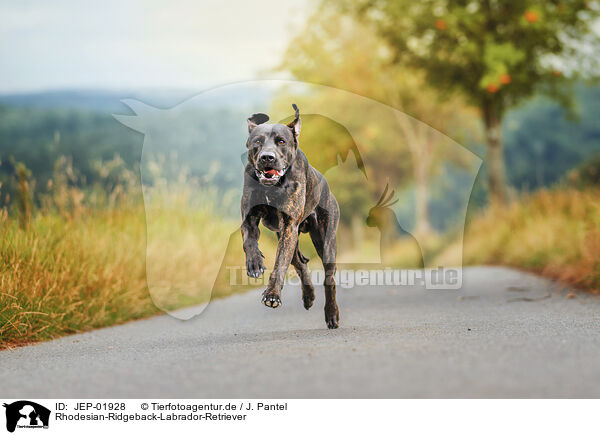 Rhodesian-Ridgeback-Labrador-Retriever / Rhodesian-Ridgeback-Labrador-Retriever / JEP-01928