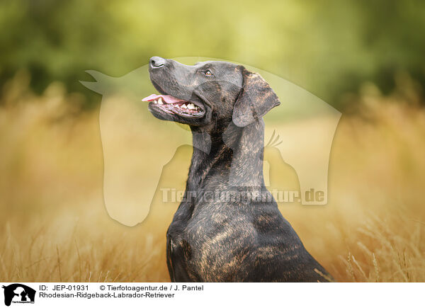 Rhodesian-Ridgeback-Labrador-Retriever / Rhodesian-Ridgeback-Labrador-Retriever / JEP-01931